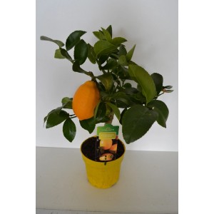 Agrume sur tronc en pot jaune, avec fruit mûr. Plante en pot pour terrasse et jardin.