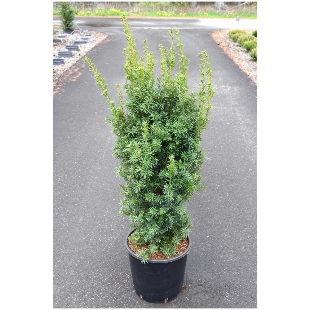 Eibe Hicksii Taxus media Topf Ø 31 cm / Höhe 80 100 cm kaufen bei OBI