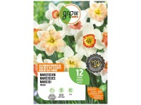 GROW by OBI Narzissen  Kollektion Mischung 12 Stk.