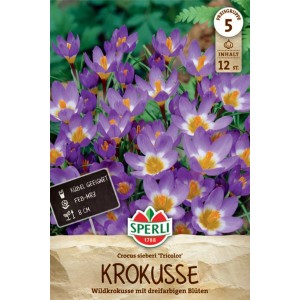 Sperli Wildkrokus Tricolor: Krokusse mit violetten, weißen und gelben Blüten.