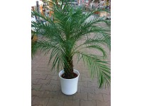 Übertopf Tahiti glänzend Weiss Ø 28 cm / Höhe 27 cm