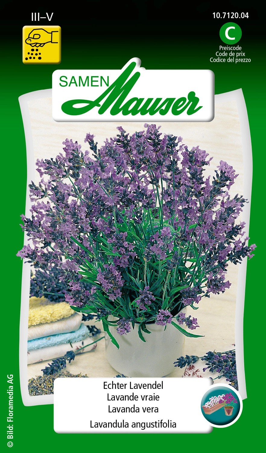 Echter Lavendel kaufen bei OBI