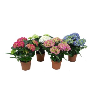 Mix di ortensie in vaso, vari colori (rosa, blu, bianco, verde), vaso Ø 14cm.