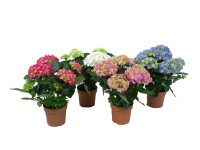 Hortensien-Mix im Topf verschiedene Farben Topf Ø 14 cm / 1 Stk.