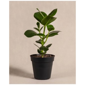 Feey Clusia Rosea Princess en pot noir, plante d'intérieur avec des feuilles vertes brillantes.