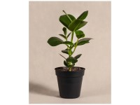 Feey Clusia Rosea Princess Höhe 30 - 50 cm