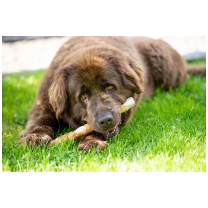 Cane marrone che mangia rotolo masticabile Trixie al pollo sull'erba. Bastoncino da masticare per cani.