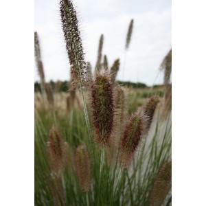Gros plan sur l'herbe aux écouvillons 'Hameln' avec des épis gris-vert.