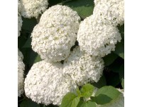 Ball-Hortensie Annabell Hydrangea arborescens Weiss Topf 10 l