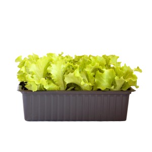 Laitue craquante bio en barquette de 12, légumes feuilles frais pour le jardin.