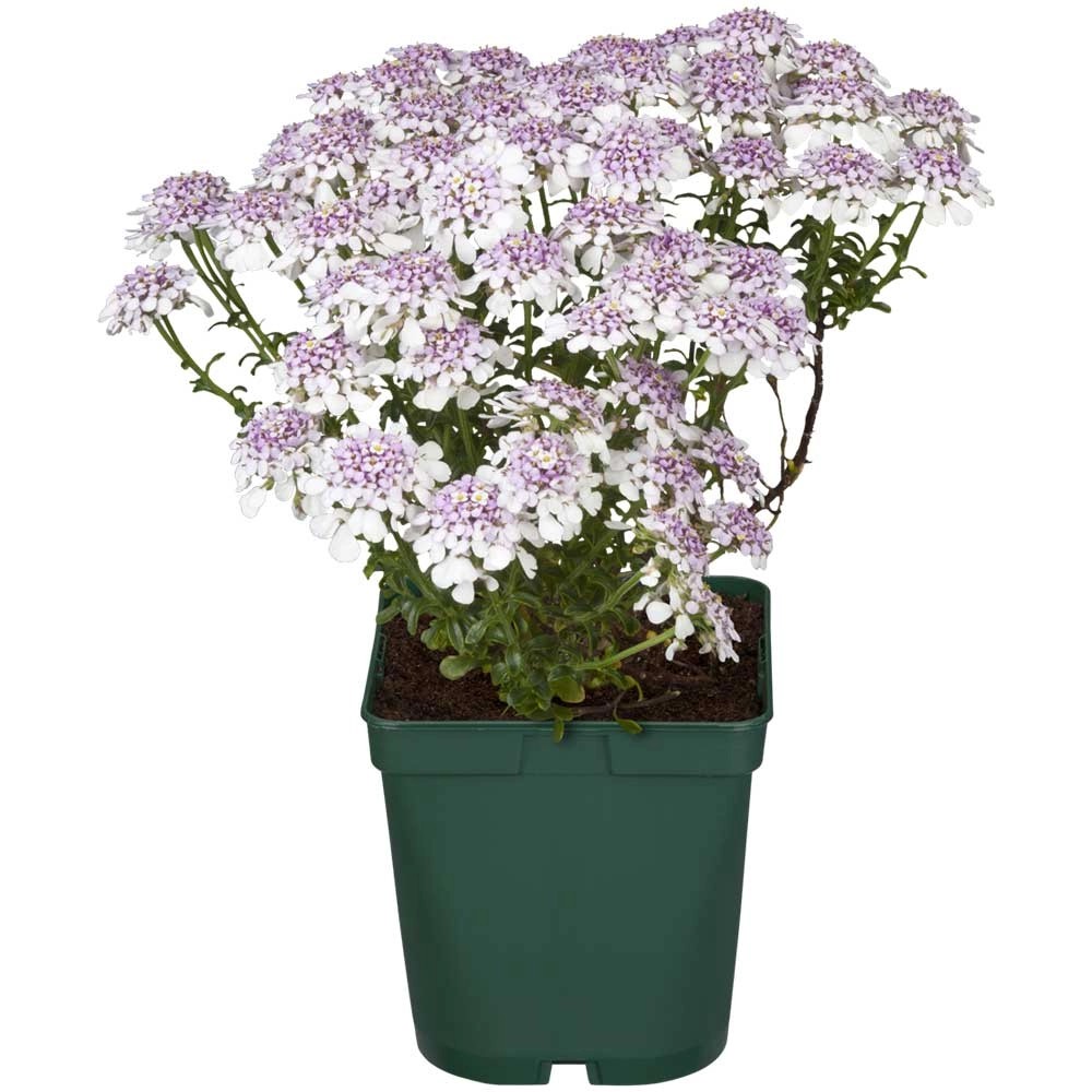 Immergrüne Schleifenblume Iberis sempervirens Weiss Topf Ø 9 cm kaufen