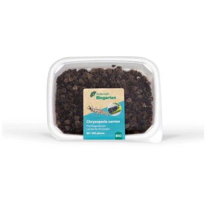 Andermatt Biogarten Florfliegenlarven 80 - 100 Stk.