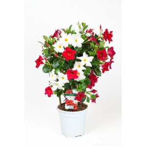 Dipladenia Sundaville bicolore in vaso (Ø 17cm) con fiori rossi e bianchi.