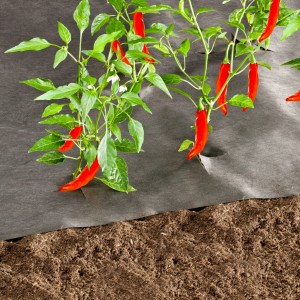 Telo pacciamante Windhager 10x1m, 50g/m² con piante di peperoncino in giardino.
