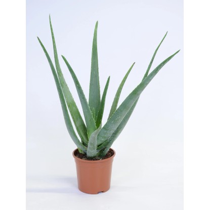 Aloe Vera Topf Ø 15 cm kaufen bei OBI