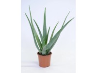 Aloe Vera Topf Ø 15 cm