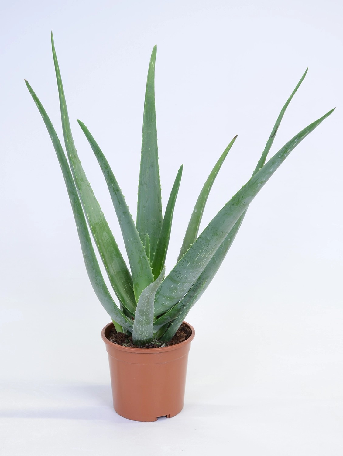 Aloe Vera Topf Ø 15 cm kaufen bei OBI