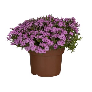 Garten-Teppich-Flammenblume (Phlox) im Topf, rosa Blüten.
