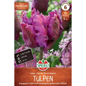 Sperli Papagei-Tulpe Parrot Negrita mit dunkelvioletter Blüte.