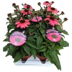 Echinacea purpurea Sunmagic Mix in vaso, fiori rosa vivaci e foglie verdi.