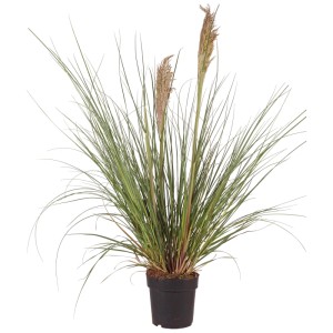 Pampasgras Cortaderia selloana Pumila im Topf, grüne Blätter, cremefarbene Blütenrispen. Ideal für Garten, Balkon.