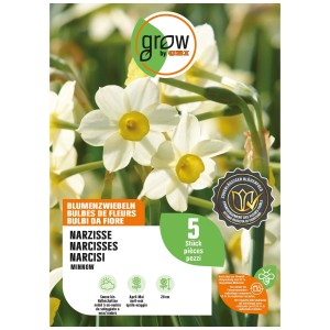 GROW by OBI Narzisse Minnow, weiße Blüten mit gelber Mitte, Blumenzwiebeln für Frühling.