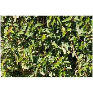 Alloro portoghese (Prunus lusitanica) verde e denso come pianta da siepe.