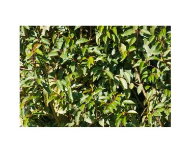 Portugiesischer Kirschlorbeer Prunus lusitanica Topf  3 cm / Hhe 40 - 50  cm
