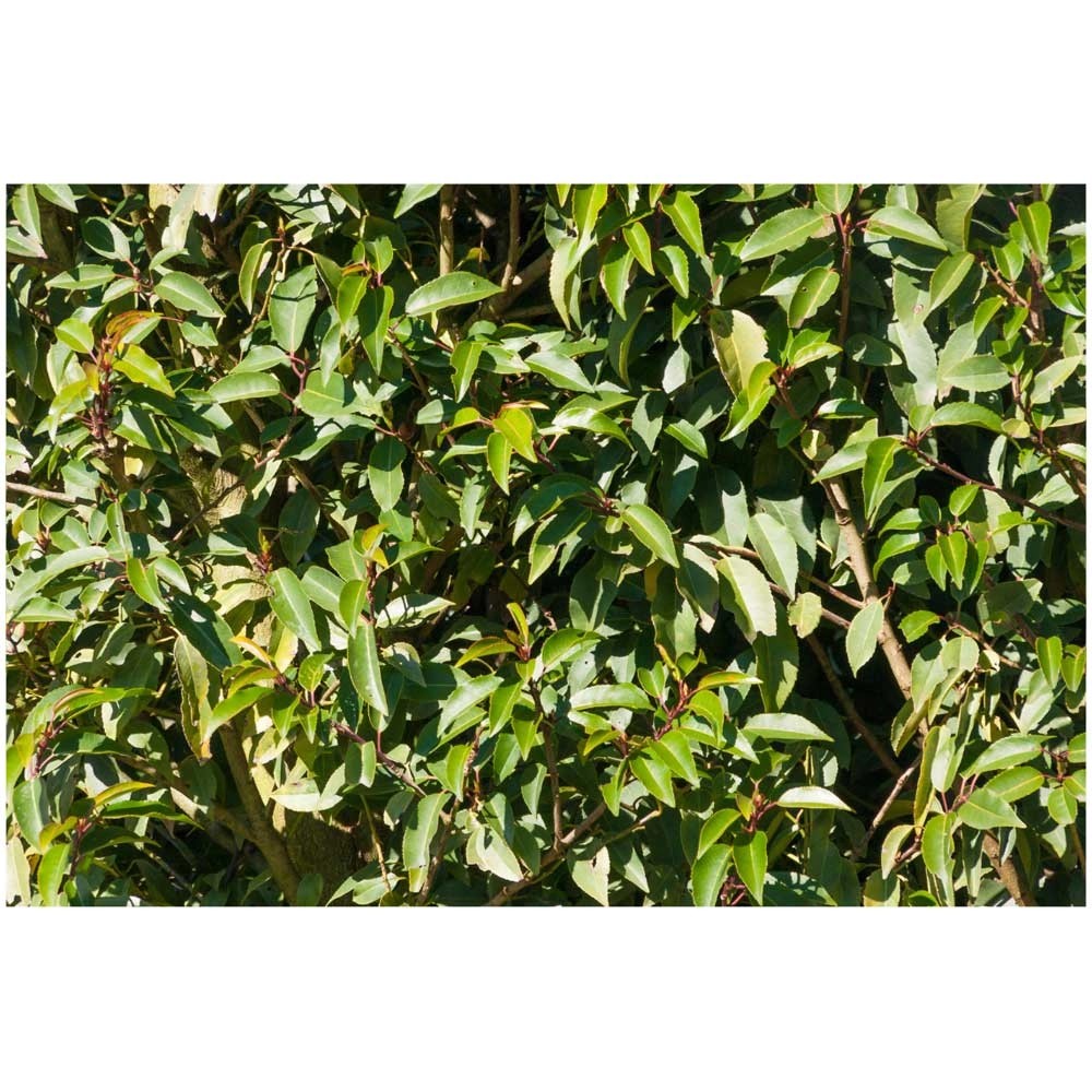 Portugiesischer Kirschlorbeer Prunus lusitanica Topf Ø 3 cm / Höhe 40