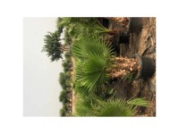 Fächerpalme Washingtonia robusta Grupo Topf Ø 65 cm / Höhe ca. 150 cm