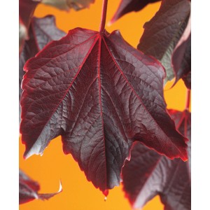 Gros plan : Feuille rouge du OBI vigne vierge (Parthenocissus veitchii).
