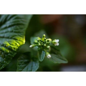 Herbe aromatique Blu Wasabi en pot avec fleurs blanches et feuilles vertes.