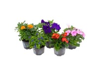 Beetpflanzen-Mix verschiedene Sorten Topf Ø 10,5 cm / 1 Stk.