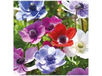 Grow by OBI Anemone De Caen 25 Stk. Grow by OBI Anemone De Caen 25 Stk.