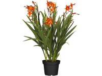 Garten-Montbretie Crocosmia Topf Ø 19 cm