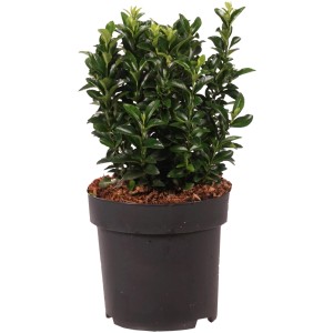 Evonimo giapponese 'Green Spire' in vaso, altezza circa 20 cm.