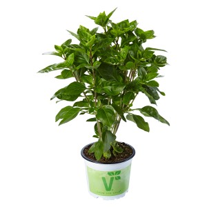 Basilic frais Krim en pot (Ø 12cm), idéal pour la cuisine et le balcon.