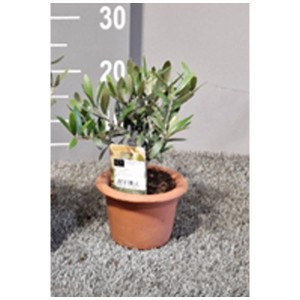 Olivo Olea europaea in vaso di terracotta, Ø 14 cm, per balcone e terrazza.