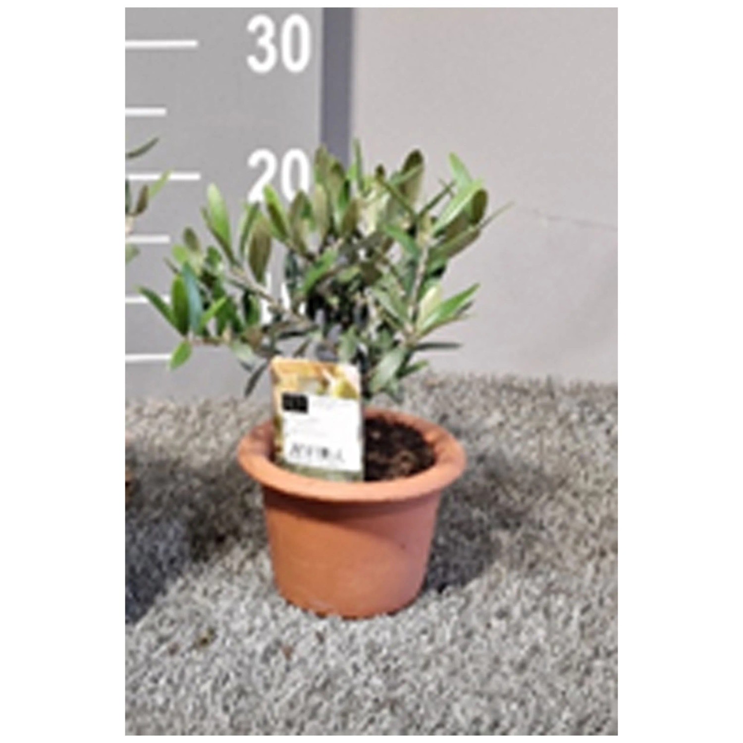 Olivenbaum Olea europaea Tontopf  14 cm