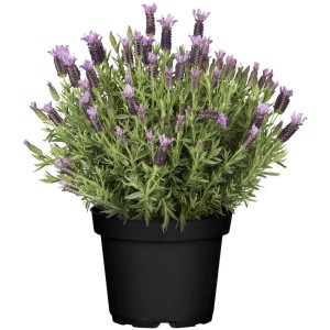 Schopf-Lavendel (Lavandula stoechas) im Topf, violette Blüten.