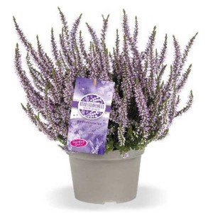 Bruyère 'Lavande d'automne' en pot, fleurs couleur lavande.
