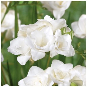 Primo piano dei fiori doppi bianchi puri di Grow by OBI Freesias Double White.
