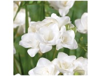 Grow by OBI Freesien Double White 20 Stk. Grow by OBI Freesien Double White 20 Stk.