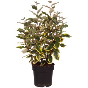 Eleagno variegato (Elaeagnus pungens 'Viveleg') in vaso con fogliame giallo-verde.