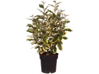 Panaschierte Ölweide Viveleg Elaeagnus pungens Topf 4,5 l