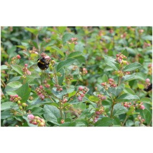 Symphoricarpos 'Magical Galaxy' con boccioli rosa e un bombo su una foglia.