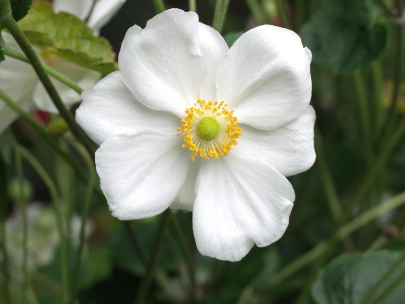 GartenAnemone Weiss TopfØ ca. 12 cm Anemone kaufen bei OBI