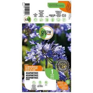 Grow by OBI Agapanthus Donau Blau: Pianta da bulbo fiorita con fiori blu.