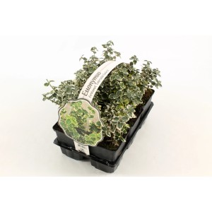 Coprisuolo Euonymus Emerald N' Gaiety in vaso, arbusto di fusaggine sempreverde con foglie bordate di bianco.