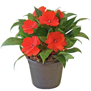 Lobélie rouge en pot, une plante suspendue fleurie pour balcon et jardin.